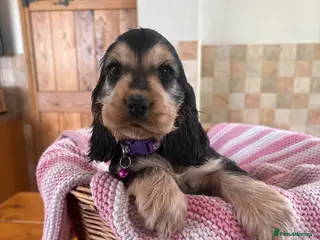 Cocker Spaniel dogs Ready now! Health tested show cocker spaniels - Advert 8