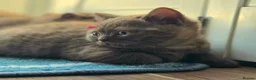 British Shorthair cats for sale: Chocolate & Cinnamon ⭐ British Shorthair Kittens  - Advert 18