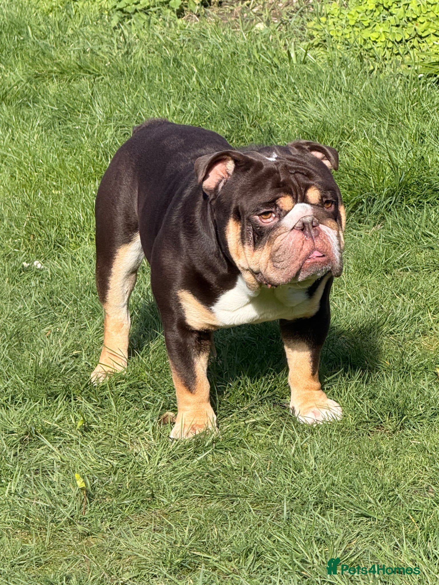 English Bulldog dogs Reggie 🐾 First-Time Stud Available - Advert 1
