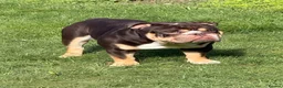 English Bulldog dogs for stud: Reggie 🐾 First-Time Stud Available - Advert 1