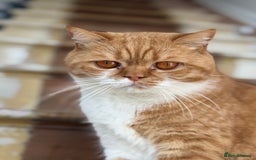British Shorthair cats for sale: Rasmus - Image 5