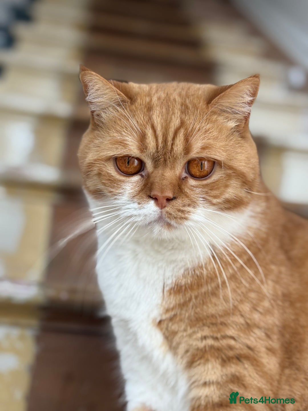 British Shorthair cats for sale: Rasmus - Image 5
