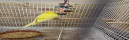 Budgerigars birds for sale: Gorgeous Baby Budgies  - Advert 6