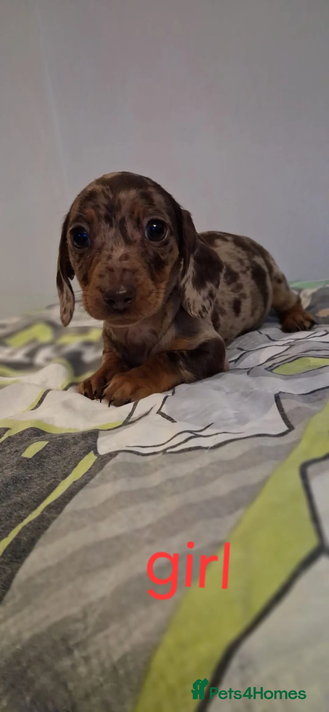 Dachshund dogs for sale: Beautiful miniature Dachshund babies  in Barnsley - Advert 12