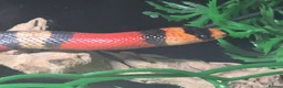 Milk Snake reptiles for sale: Milk snake with full set up  - Advert 1