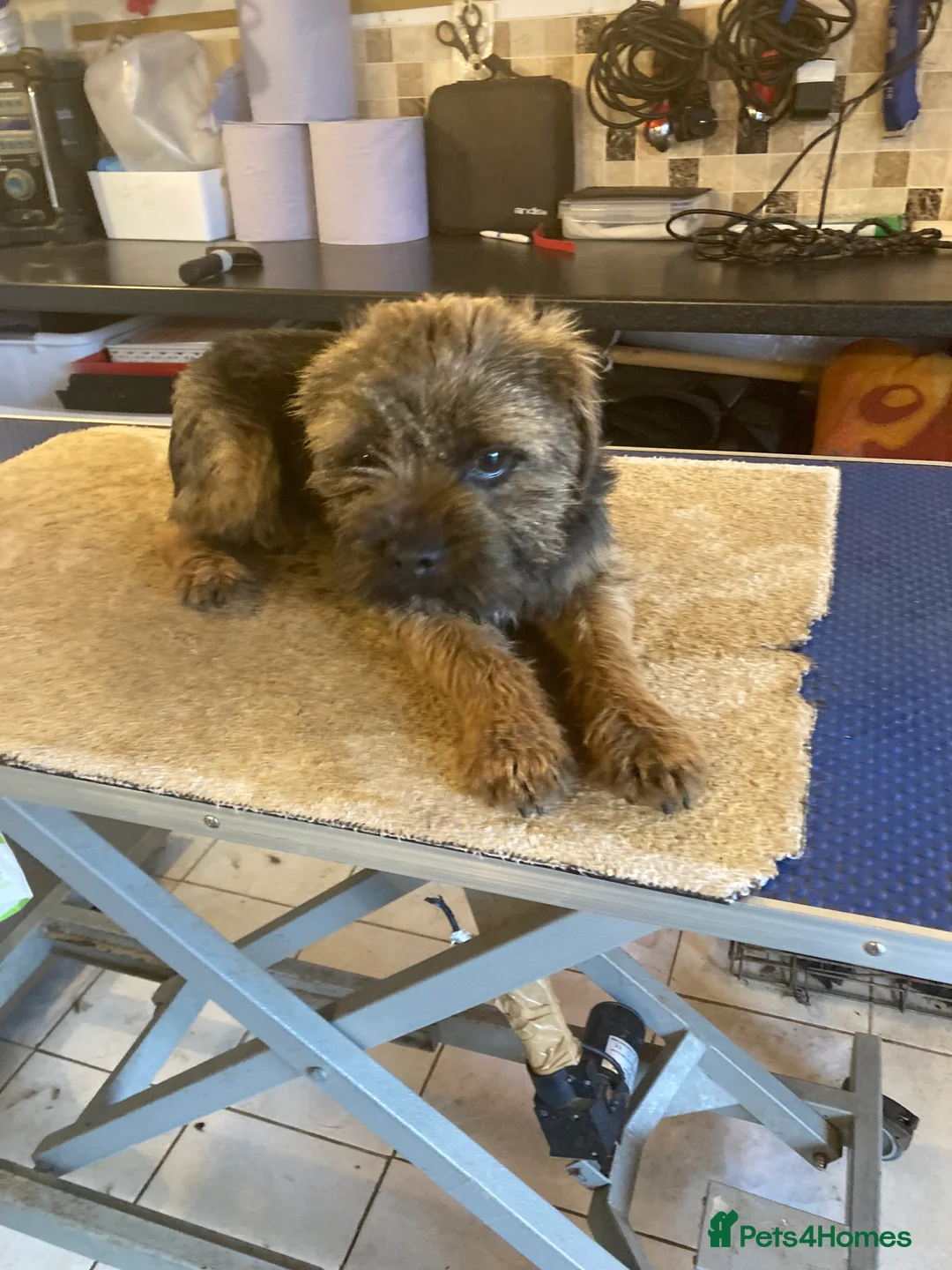 Border Terrier dogs for stud: MEET FINN in Maidstone - Advert 7