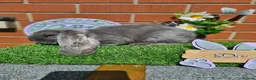 French Lop rabbits for sale: Giant French Lop babies with imported parents - Advert 14