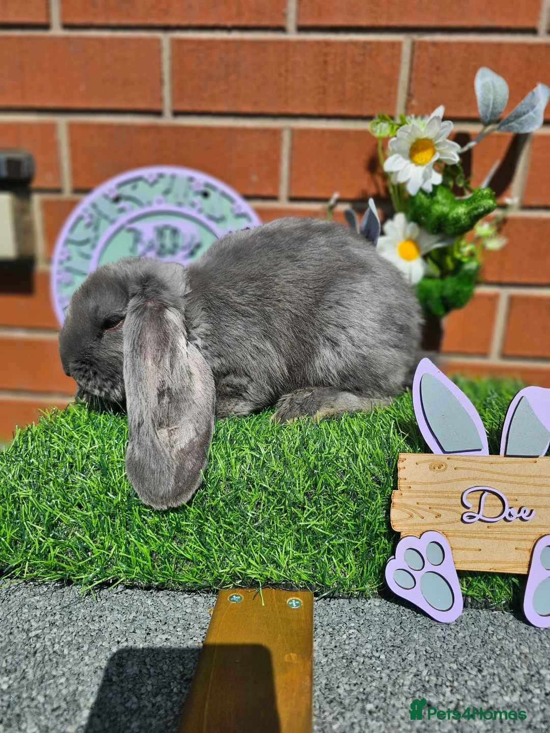 French Lop rabbits for sale: Giant French Lop babies with imported parents - Advert 14