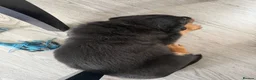 Rottweiler dogs for sale: Rottweiler pups  - Advert 10