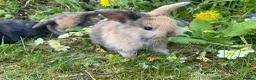 Mini Lop rabbits for sale: Beautiful mini-lop baby rabbits - Advert 12