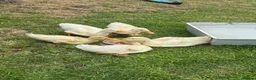 Ducks poultry for sale: Cherry valley ducklings  - Advert 3
