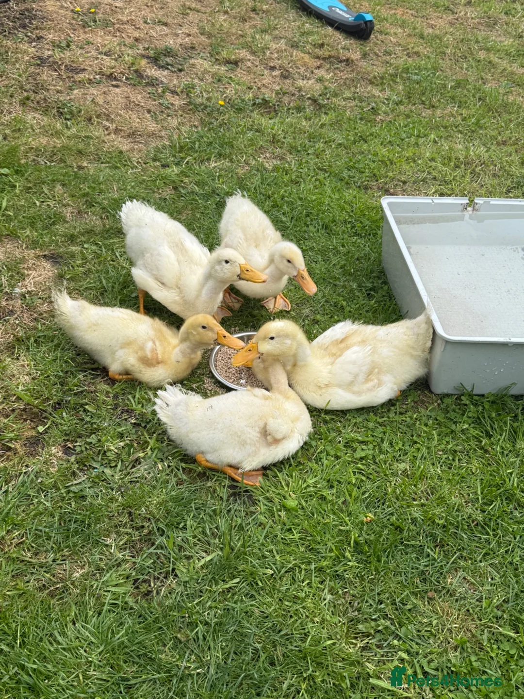 Ducks poultry for sale: Cherry valley ducklings  - Advert 3