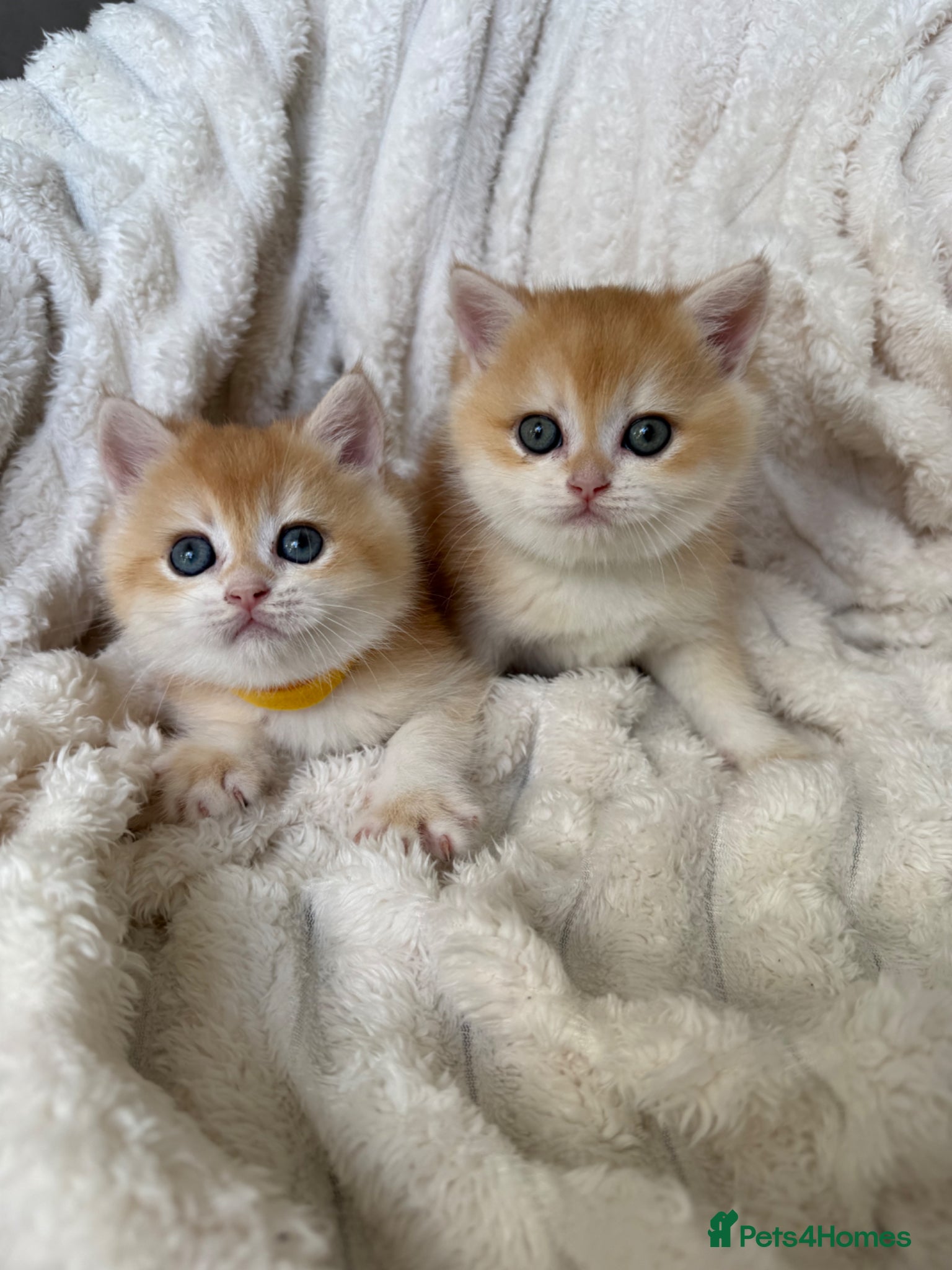 British Shorthair cats 🧡 Exceptional golden British shorthair kittens 🧡 - Advert 2