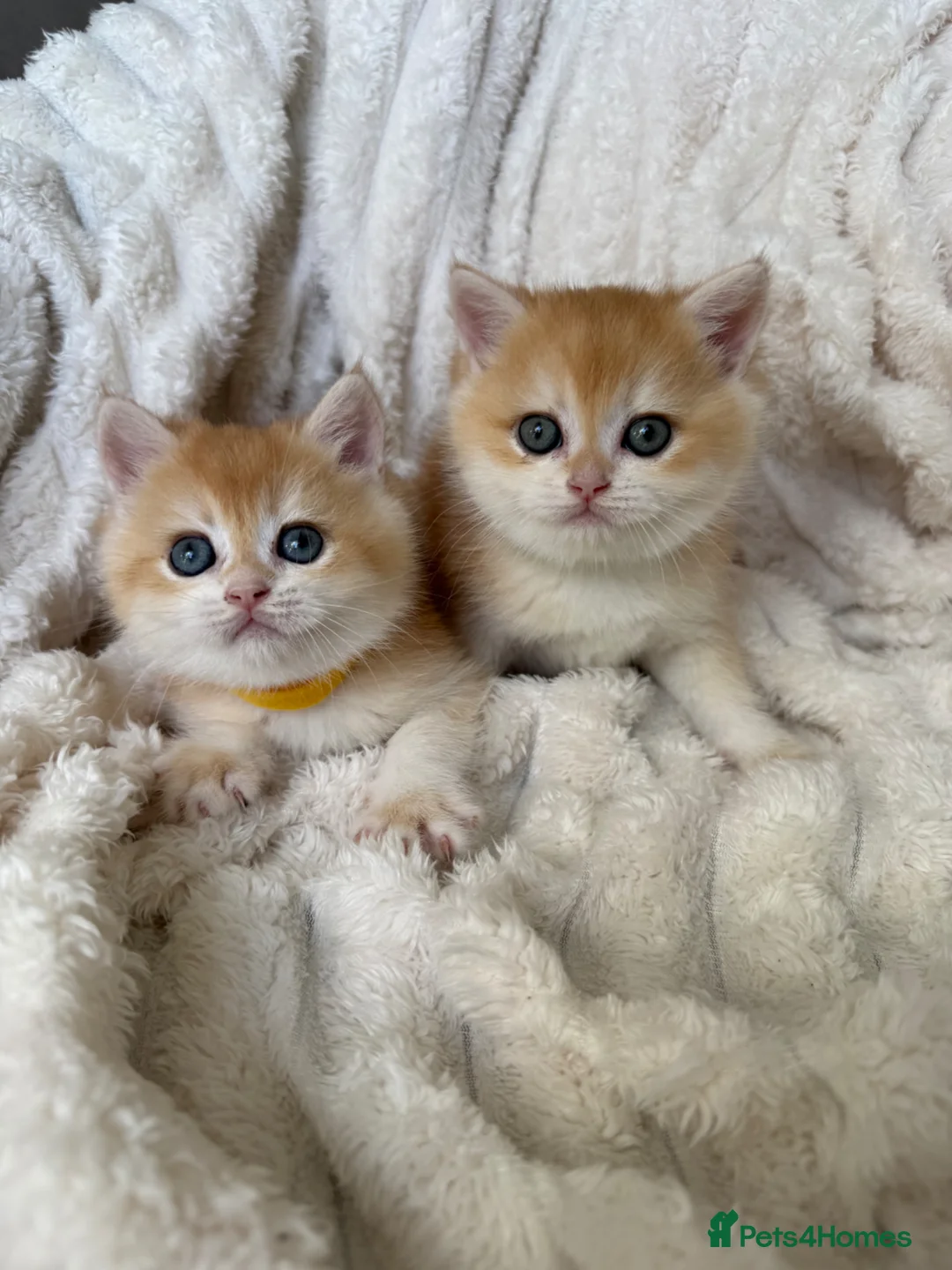 British Shorthair cats for sale: 🧡 Exceptional golden British shorthair kittens 🧡 - Advert 2