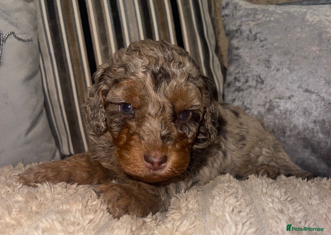 Cockapoo dogs for sale: Cockapoo puppies  - Advert 1