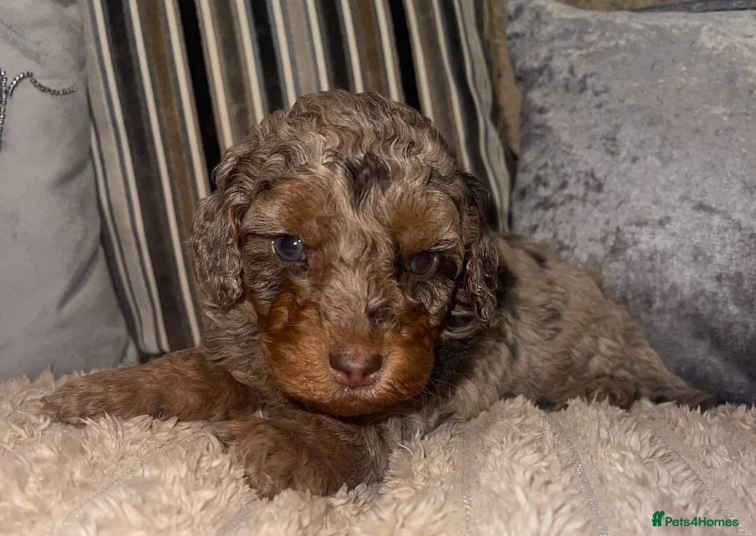 Cockapoo dogs for sale: Cockapoo puppies  - Advert 1