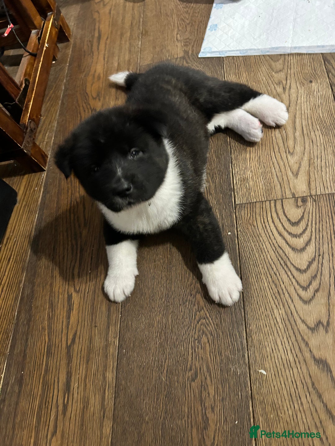 Akita dogs for sale: Akita Puppies for Sale - Advert 22