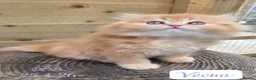 British Longhair cats for sale: 💖 Champion Line, British SH/LH Cuties 💖 - Advert 2