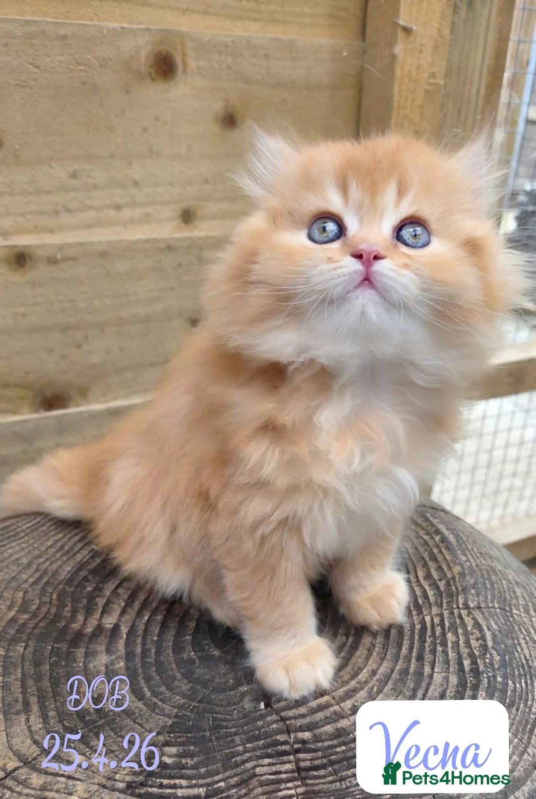 British Longhair cats for sale: 💖 Champion Line, British SH/LH Cuties 💖 - Advert 2