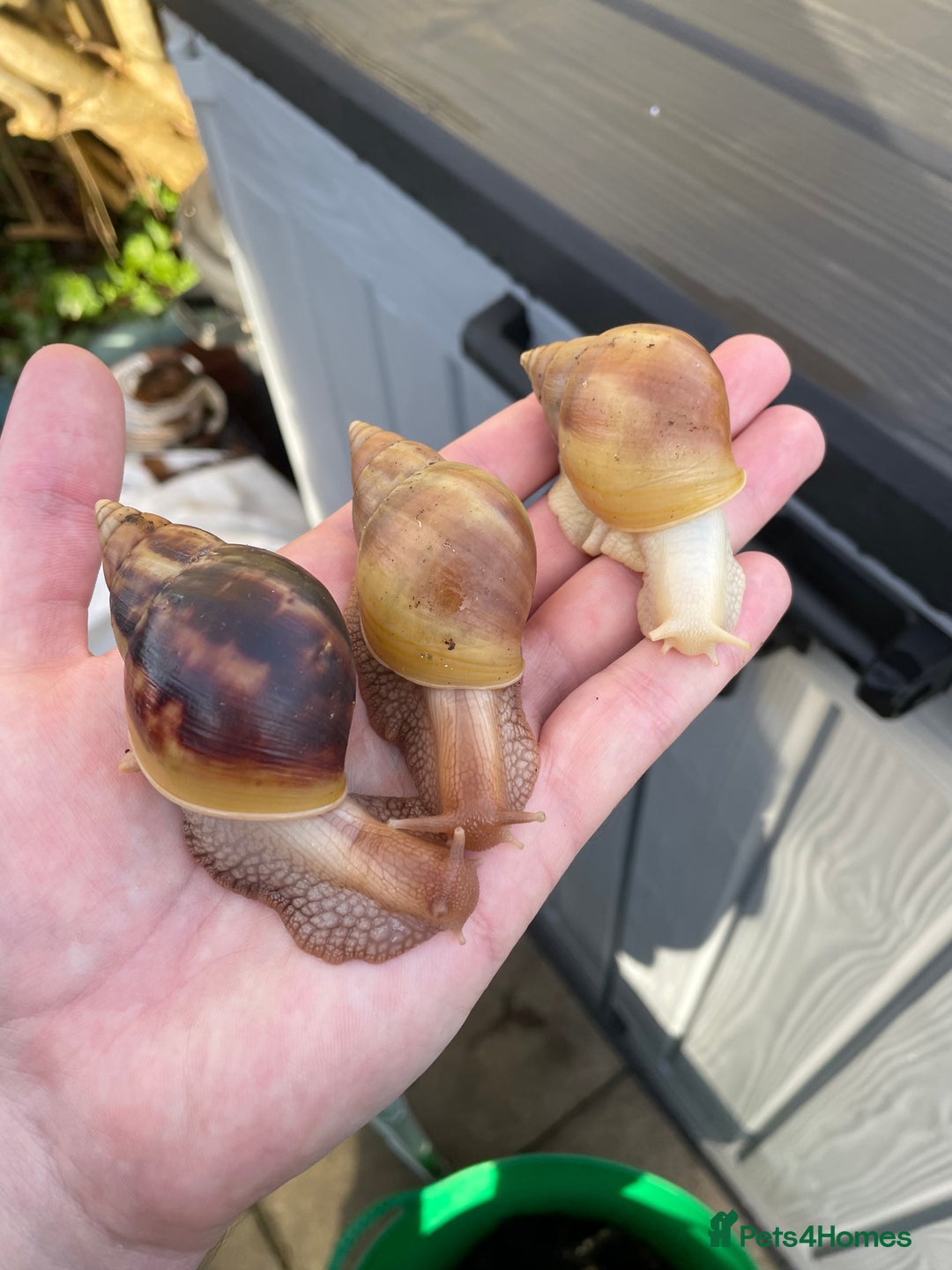 Snails invertebrates for sale: Giant African Land Snails - Advert 6