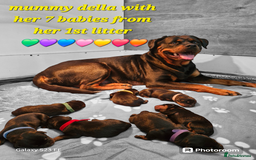 Rottweiler dogs for sale: (KC) REX & DELLAS FINAL LITTER OF QUALITY PUPS - Image 23