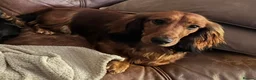 Dachshund dogs for sale: KC Standard Long Haired Dachshund Puppies - Advert 9