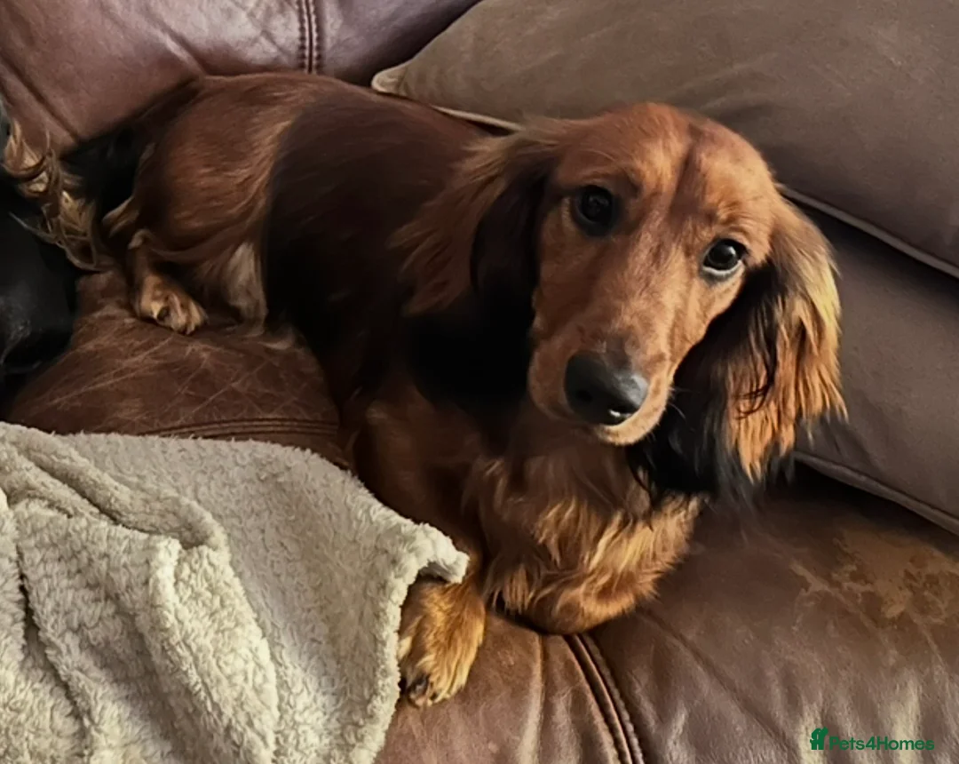 Dachshund dogs for sale: KC Standard Long Haired Dachshund Puppies - Advert 9