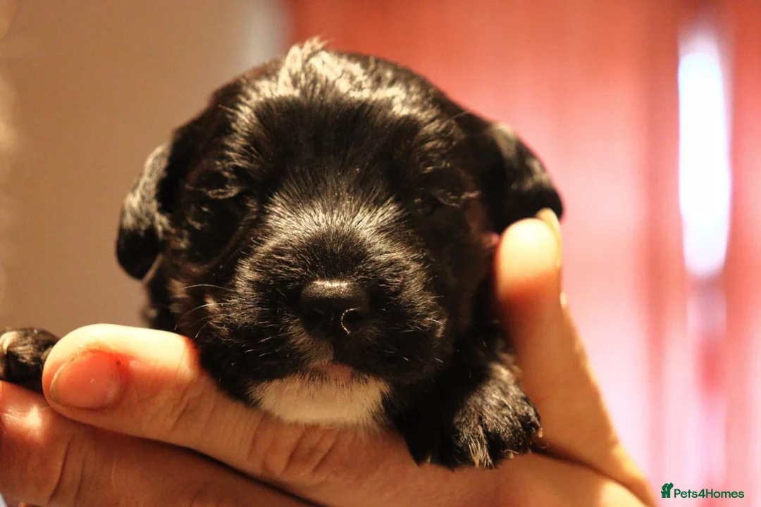 Jackapoo dogs for sale: Jackapoo pups - Advert 4