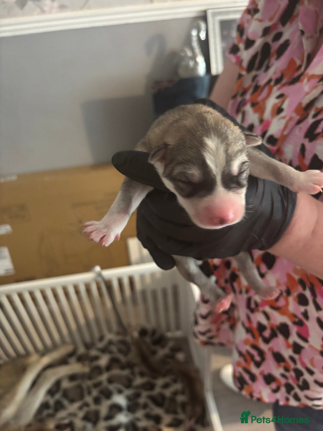 Siberian Husky dogs for sale: Siberian huskies  for sale  - Image 25