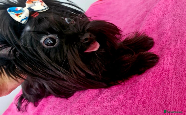 Yorkshire Terrier dogs - Advert 1
