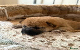 Japanese Shiba Inu dogs for sale: 🧡🦊 Beautiful K.C Shiba Inu Puppies Ready Soon - Image 22