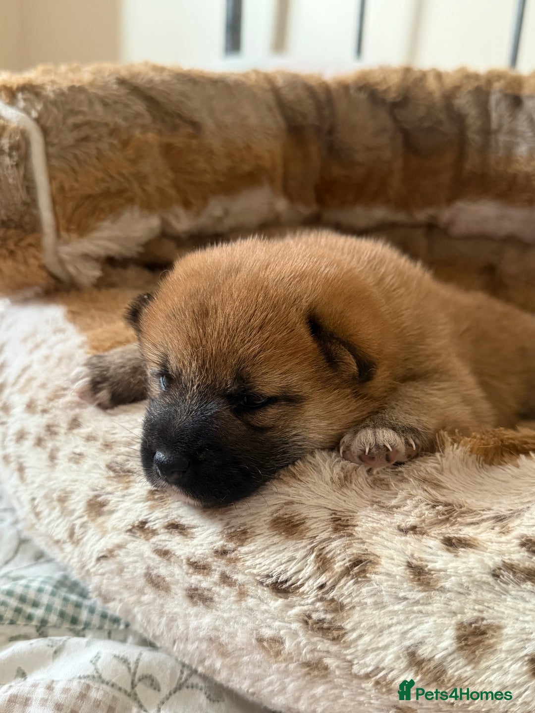 Japanese Shiba Inu dogs for sale: 🧡🦊 Beautiful K.C Shiba Inu Puppies Ready Soon - Image 22