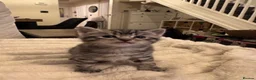 British Shorthair cats for sale: Beautiful Shorthair Kitten - Advert 3