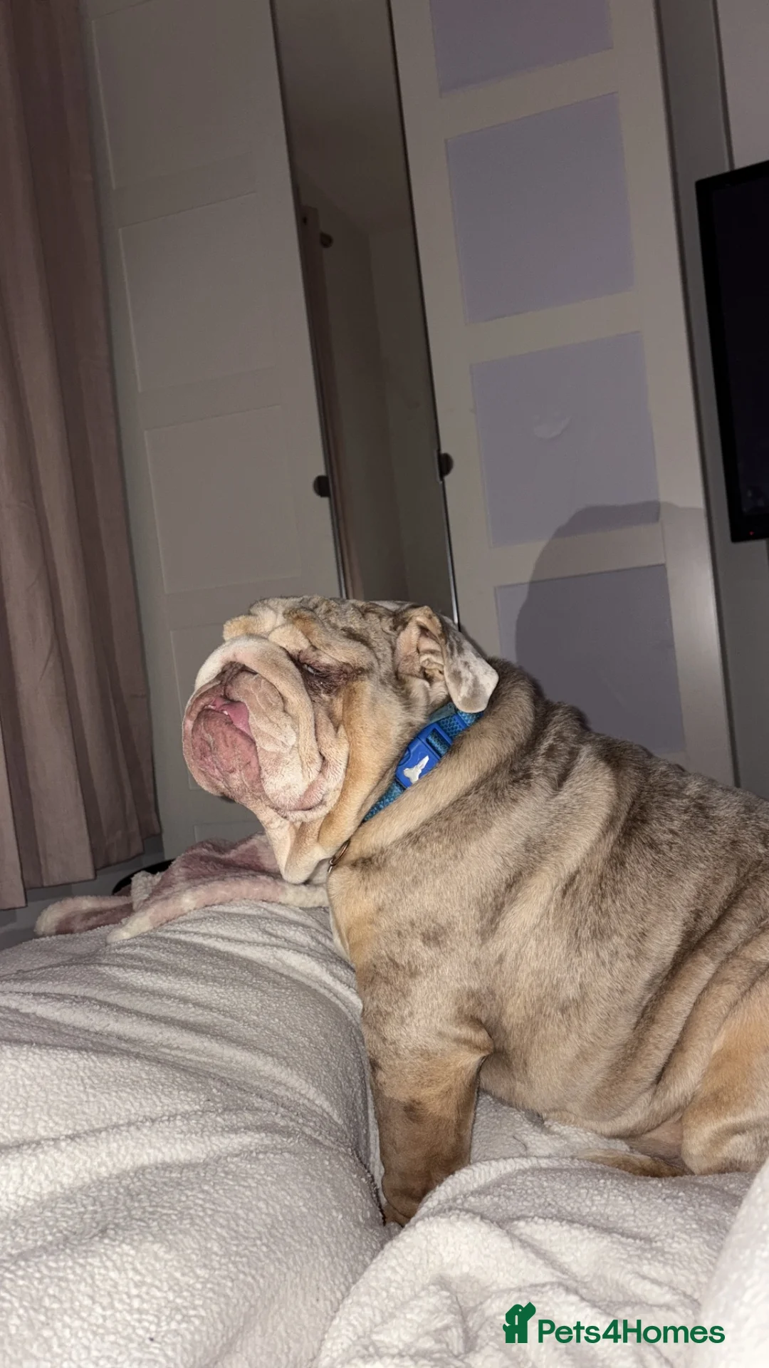 English Bulldog dogs for sale: English bulldog  in Heckmondwike - Advert 2