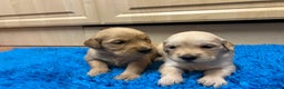 Golden Retriever dogs for sale: Gorgeous KC registered golden retriever puppies - Advert 5