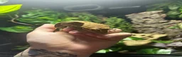 Gecko reptiles for sale: Crested gecko + full set up - Advert 3