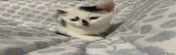 Domestic Shorthair cats for sale: FREE!! 6 playful kittens looking for homes!!  - Advert 5