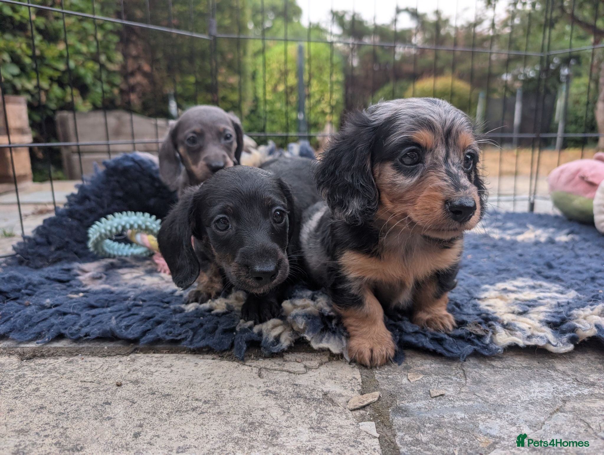 Dachshund dogs Longhaired Miniature Dachshunds - Advert 2
