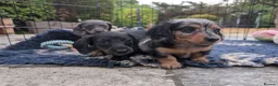 Dachshund dogs for sale: Longhaired Miniature Dachshunds - Advert 2