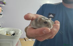 Hamster rodents for sale: Hamster and cage free to good home - Image 1