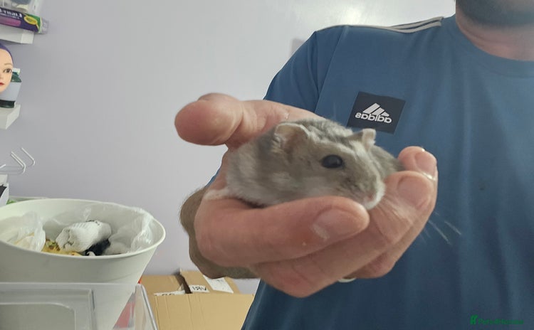 Hamster rodents - Advert 7