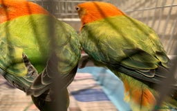 Lovebirds birds for sale: Breeding pair of love birds for sale - Image 1