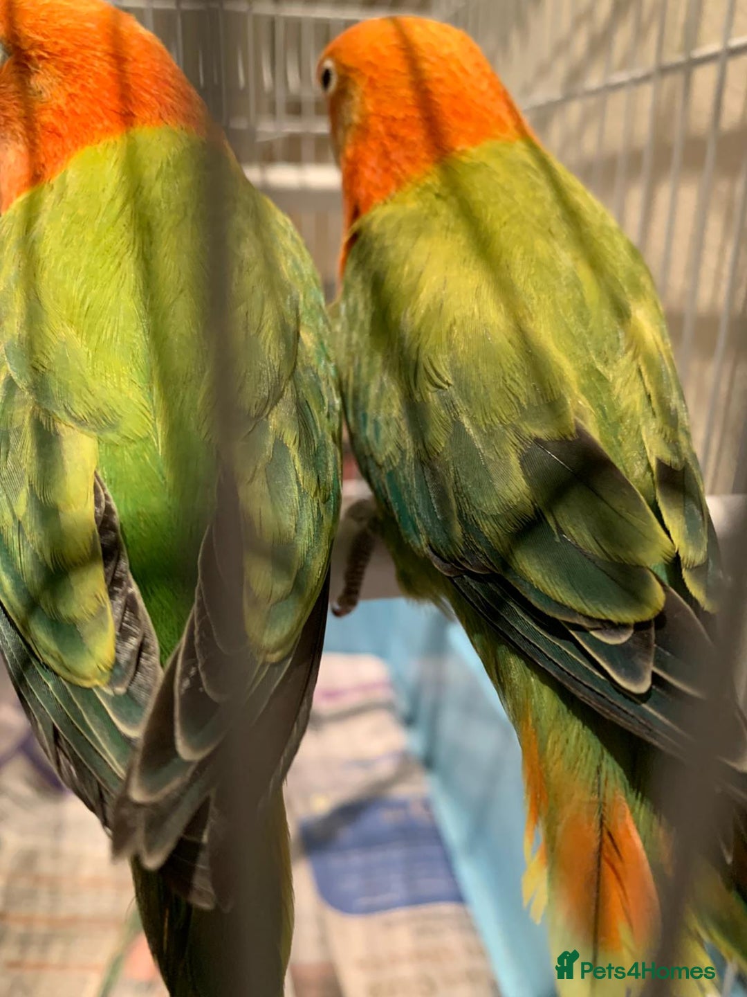 Lovebirds birds for sale: Breeding pair of love birds for sale - Image 1