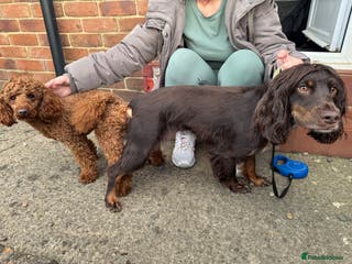 Cockapoo dogs Beautiful cockerpoo pups - Advert 1