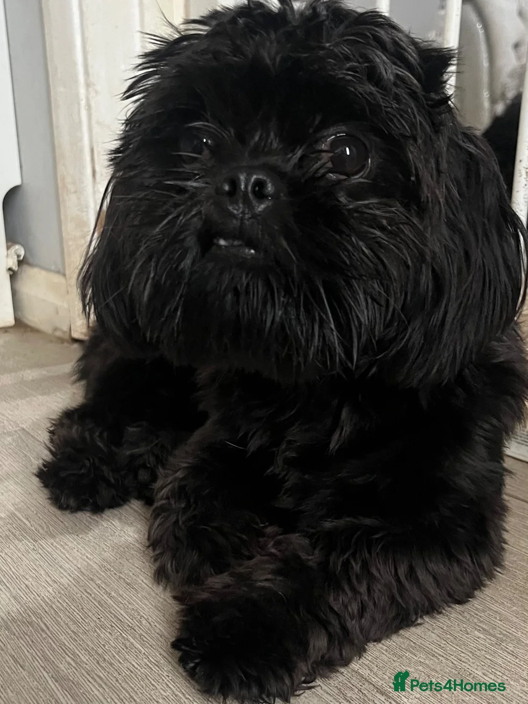 Mixed Breed dogs for sale: Little monty needs a loving home - Advert 2