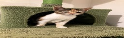 Domestic Shorthair cats for sale: 3 gorgeous kittens looking for their forever home. - Advert 1