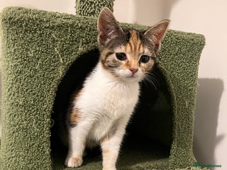 Domestic Shorthair cats 3 gorgeous kittens looking for their forever home. - Advert 2