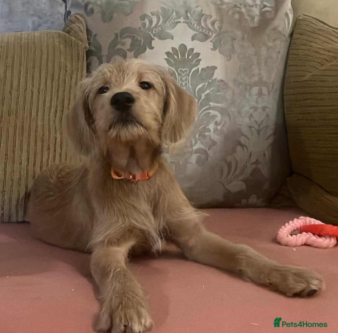 Labradoodle dogs for sale: Absolutely beautiful Labradoodles - Advert 19