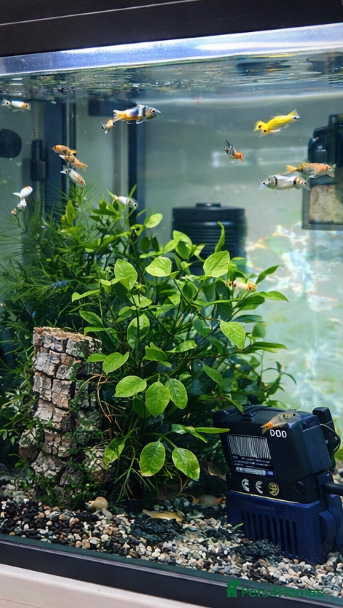 Goldfish fish Two fish tanks  - Advert 12