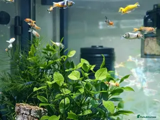 Goldfish fish Two fish tanks - Advert 12